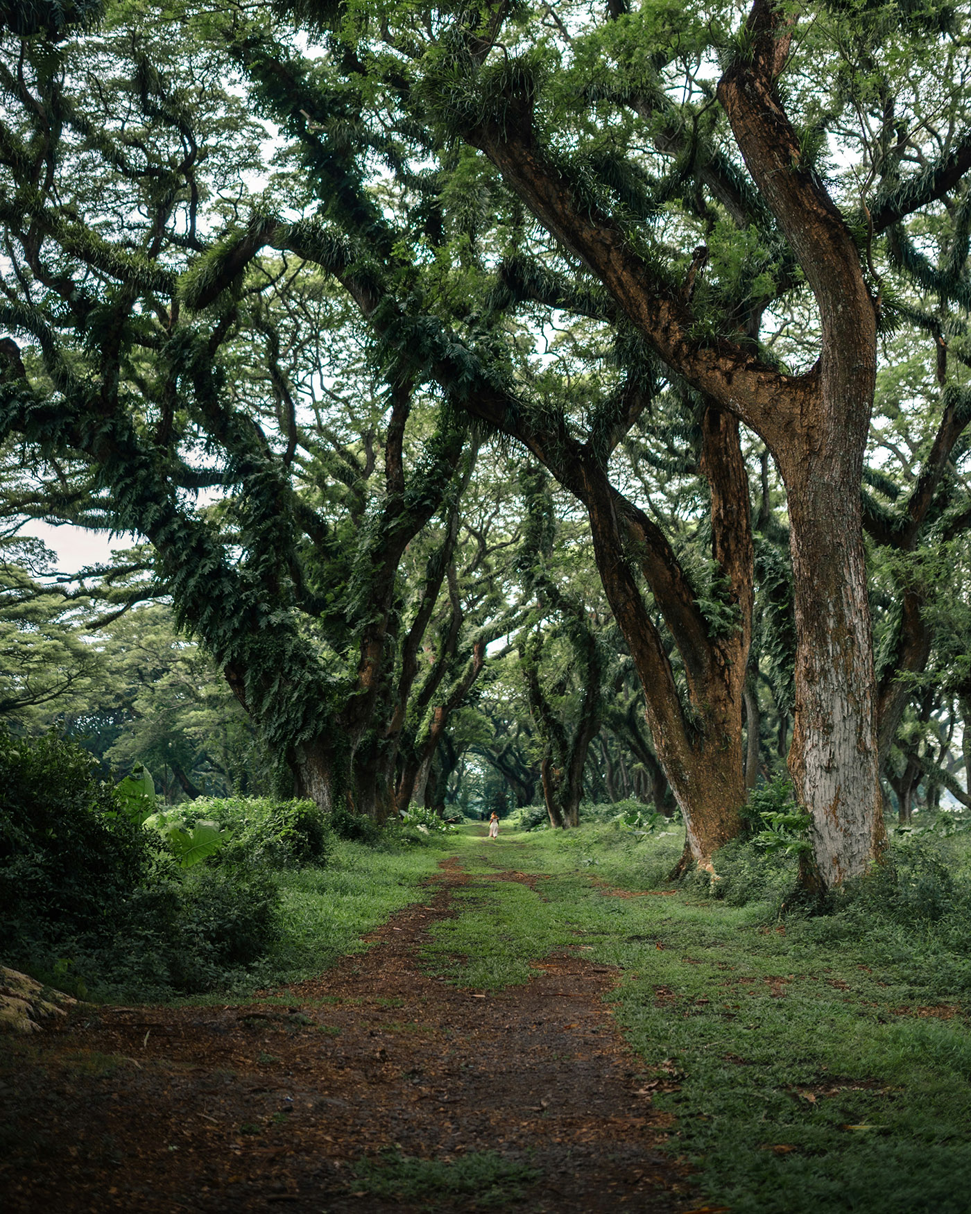djawatan forest